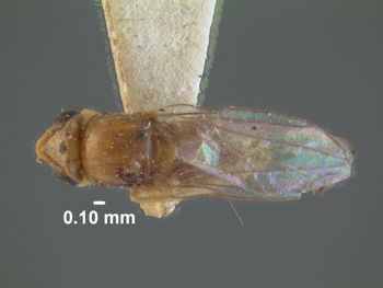 Media type: image;   Entomology 13368 Aspect: habitus dorsal view